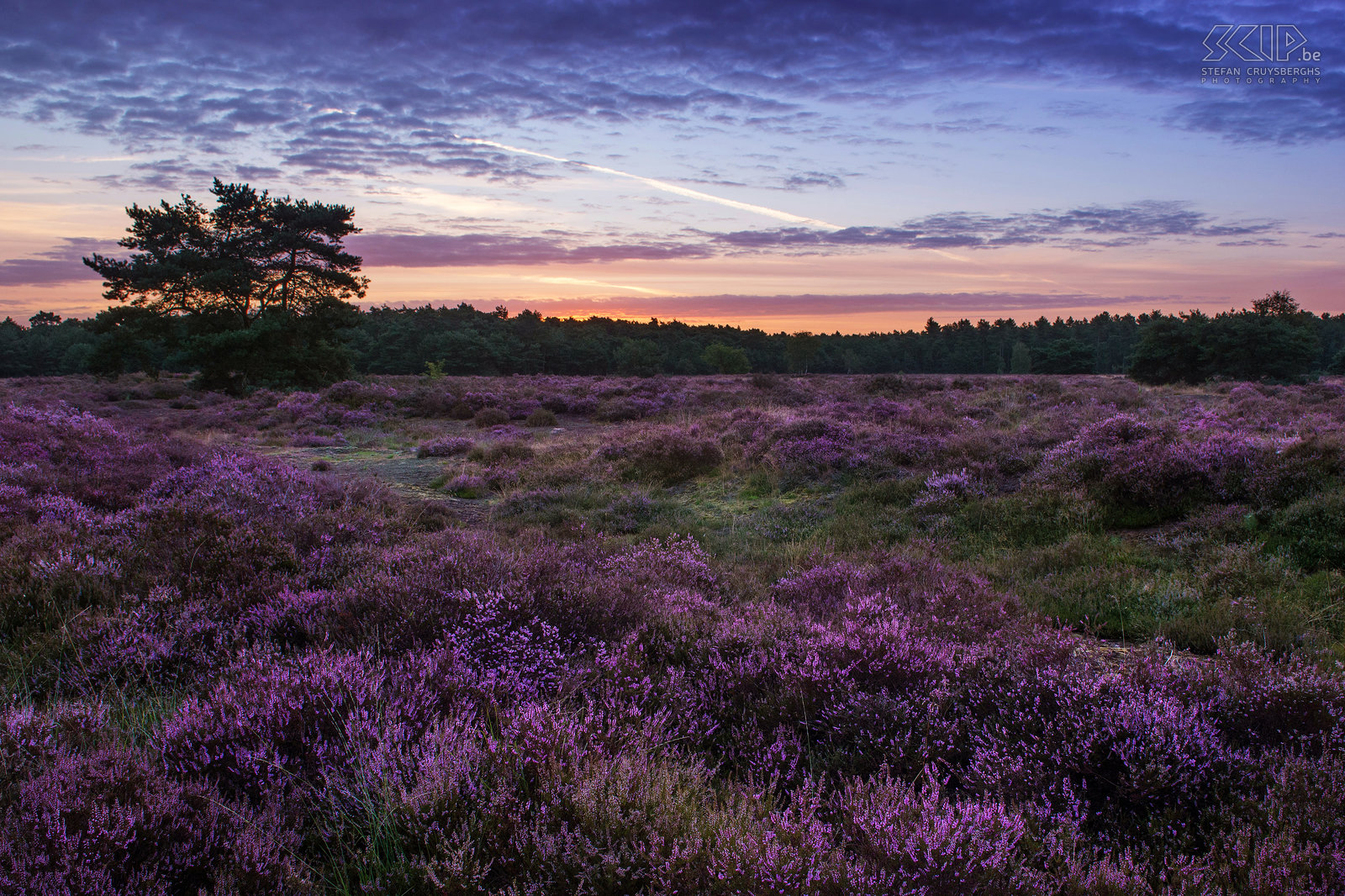 Bloeiende heide - Heuvelse heide De meest interessante periode voor landschapsfotografen in mijn thuisregio de Kempen is zeker en vast de bloeiperiode van de heide eind augustus. Dit jaar was dit een 2-tal weken vroeger dan andere jaren. Ook dit jaar ging ik 's morgens weer regelmatig op pad op de Blekerheide en Heuvelse Heide in Lommel om te fotograferen tijdens de zonsopgang. Stefan Cruysberghs